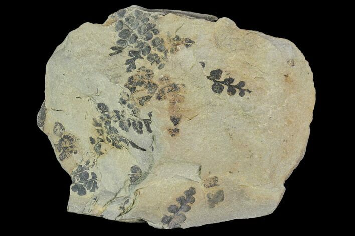 Pennsylvanian Fossil Fern (Sphenopteris) Plate - Kentucky #112934
